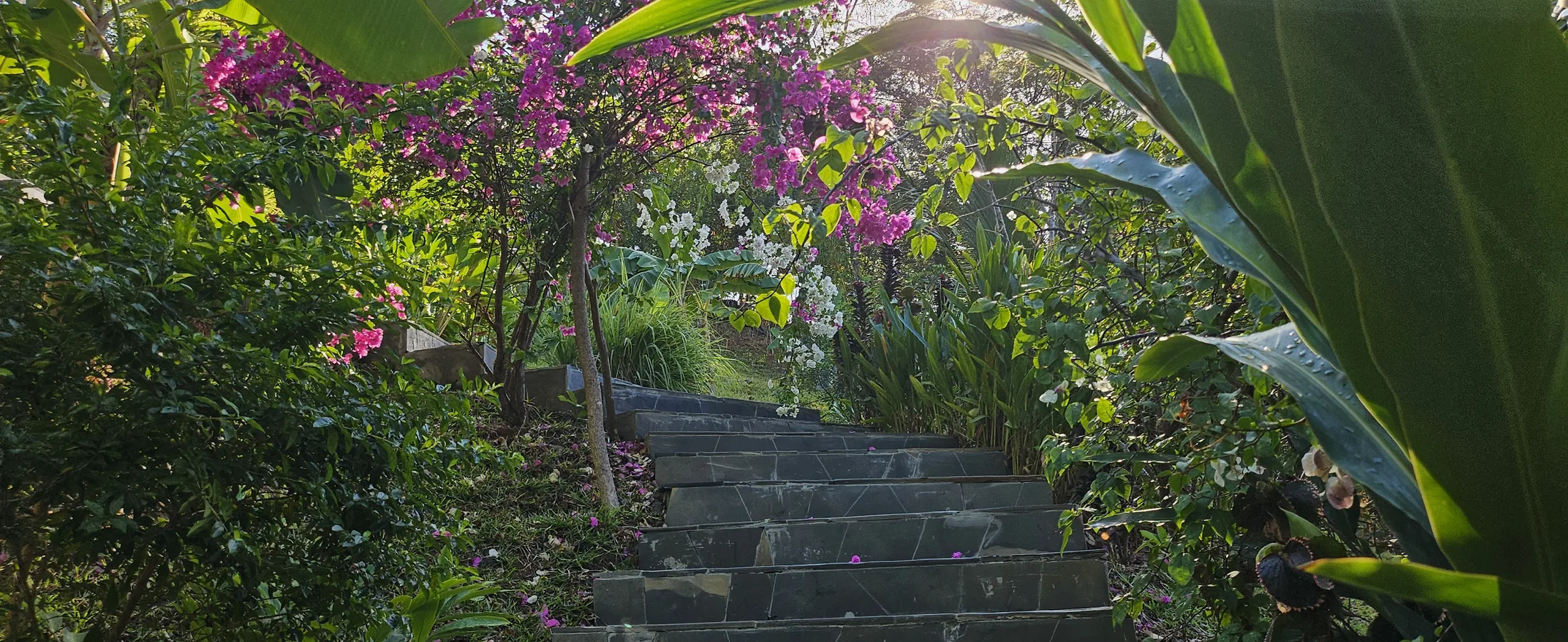 Le Jardin tropical
